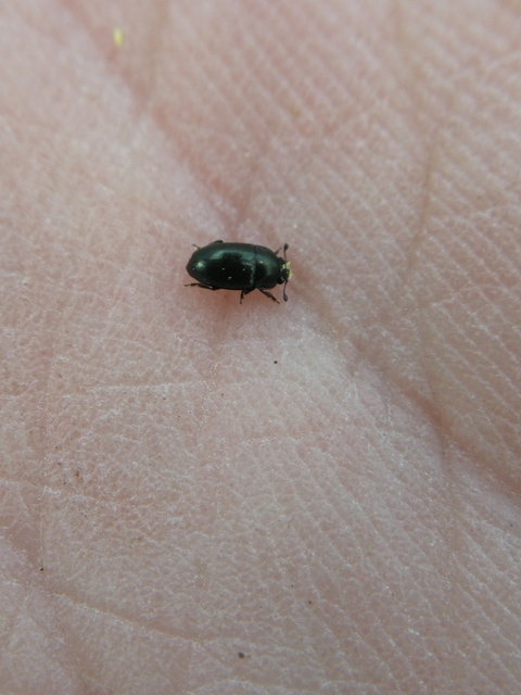 Meligethes
