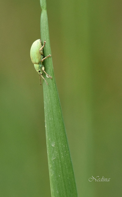 Phyllobius virideaeris - halványzöld levélormányos