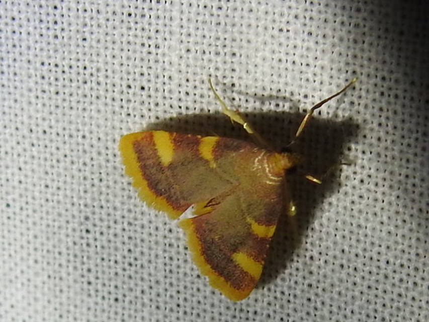 Hypsopygia costalis - szénailonca