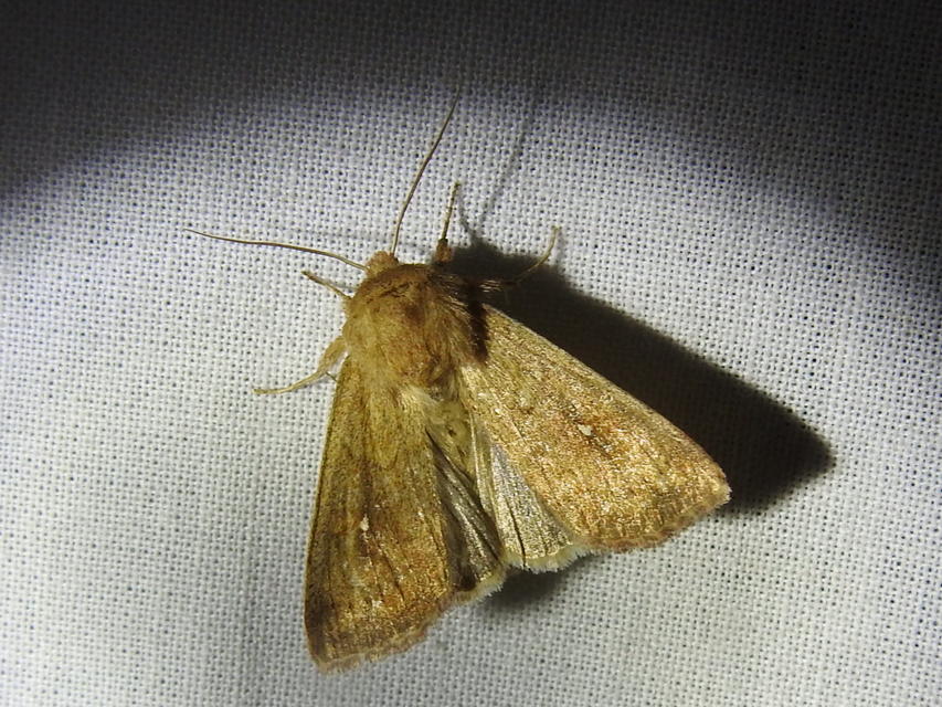 Mythimna albipuncta - fehérpettyes rétibagoly