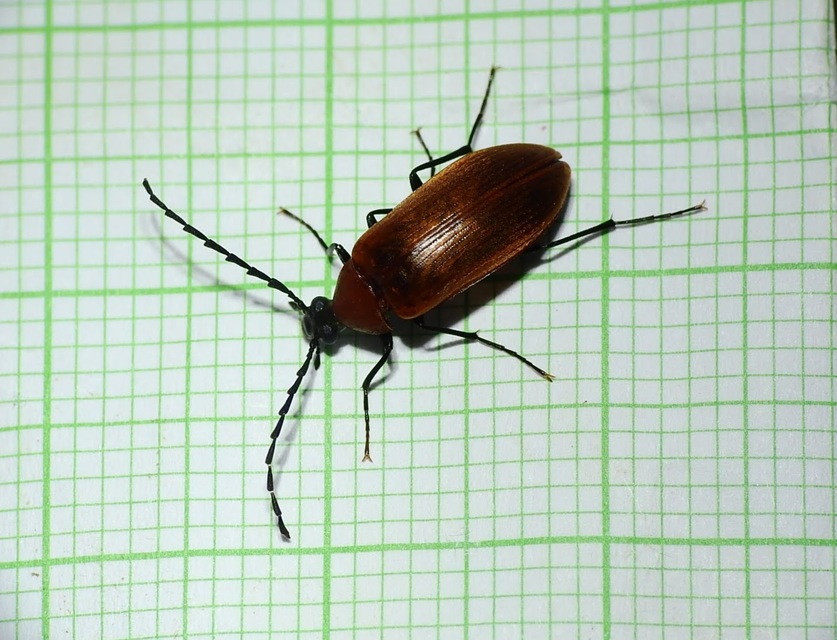 Pseudocistela ceramboides - narancssárga alkonybogár