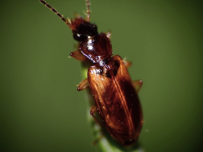 Anthracus consputus - nyerges kisdedfutó