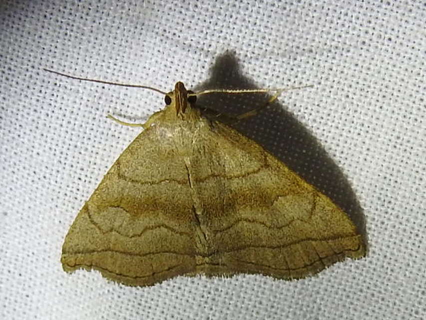 Herminia tarsicrinalis - szőröslábú karcsúbagoly