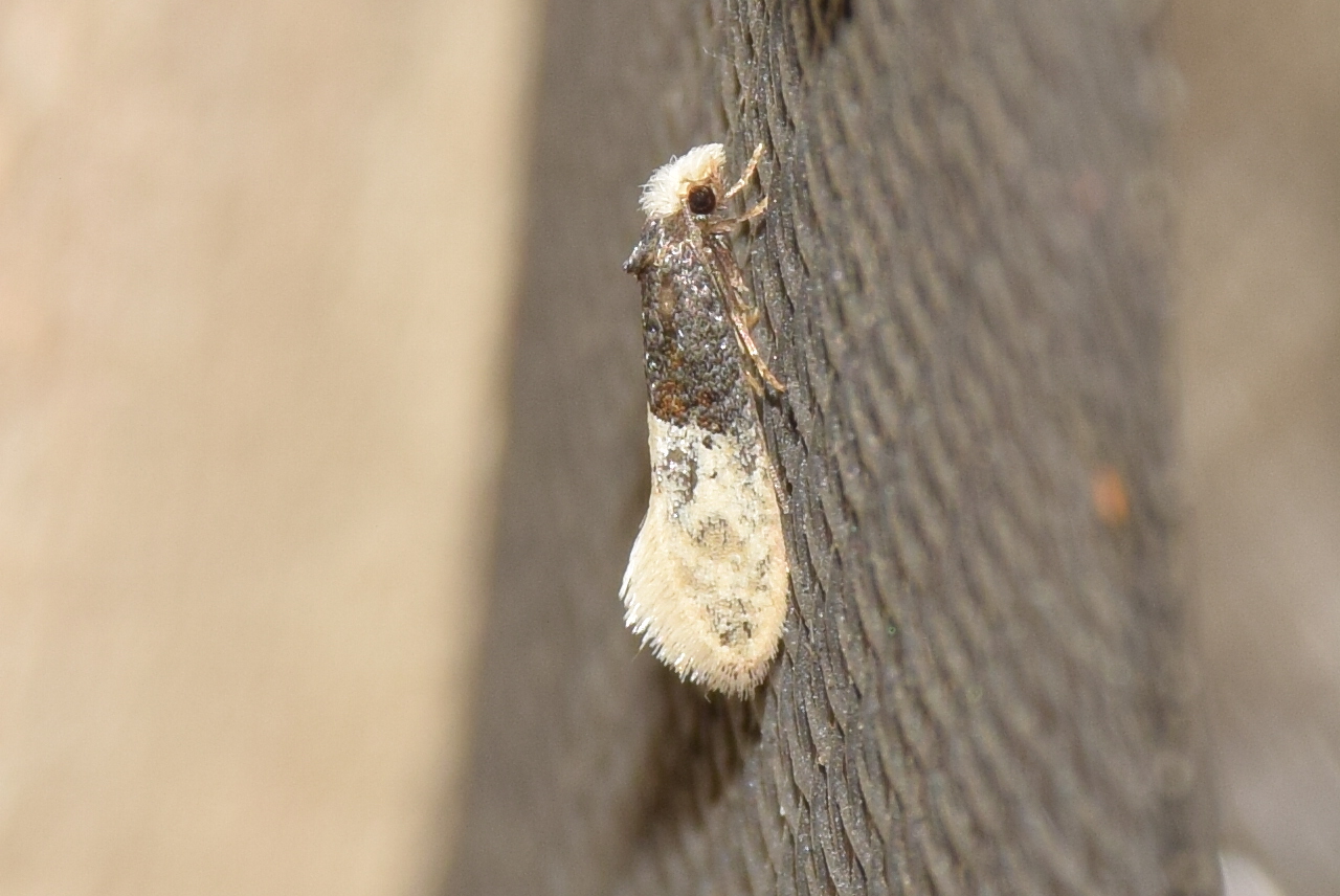 Trichophaga tapetzella - takácsmoly