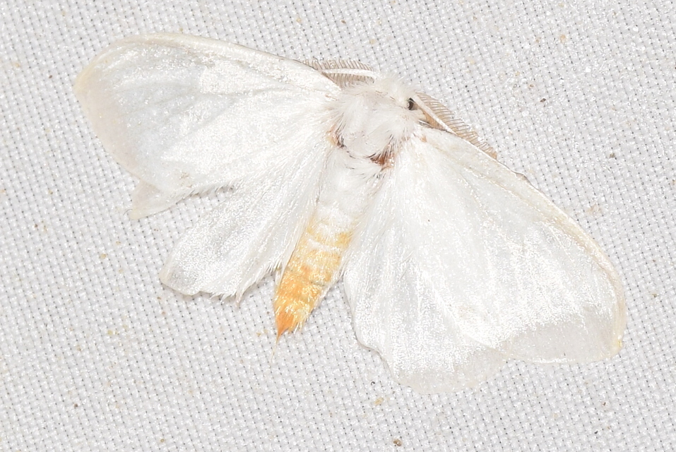 Sphrageidus similis - sárgafarú szövő