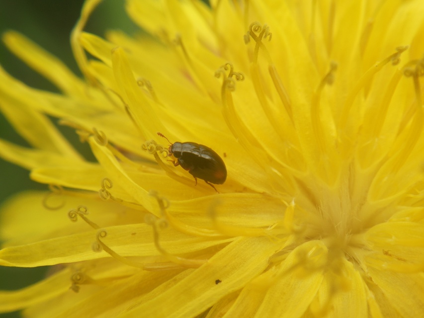 Phalacridae - kalászbogárfélék Phalacridae - kalászbogárfélék