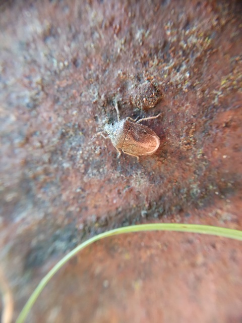 Eysarcoris ventralis - fakó feketefejű-poloska Eysarcoris ventralis - fakó feketefejű-poloska