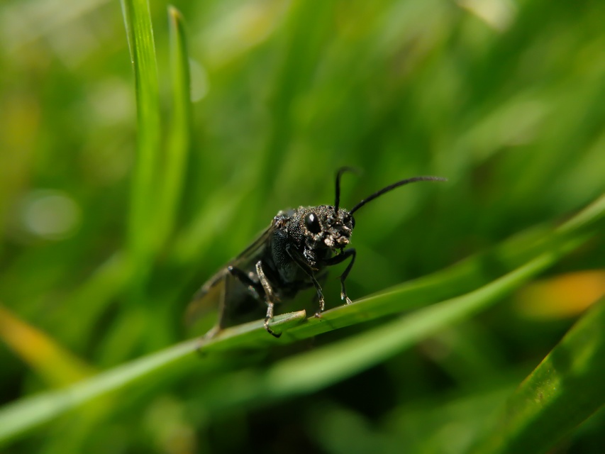 Tenthredinidae - valódi levéldarazsak