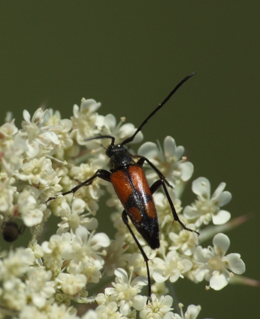 Stenurella bifasciata - kétöves karcsúcincér