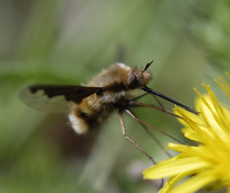 Bombylius major - szegélyes pöszörlégy
