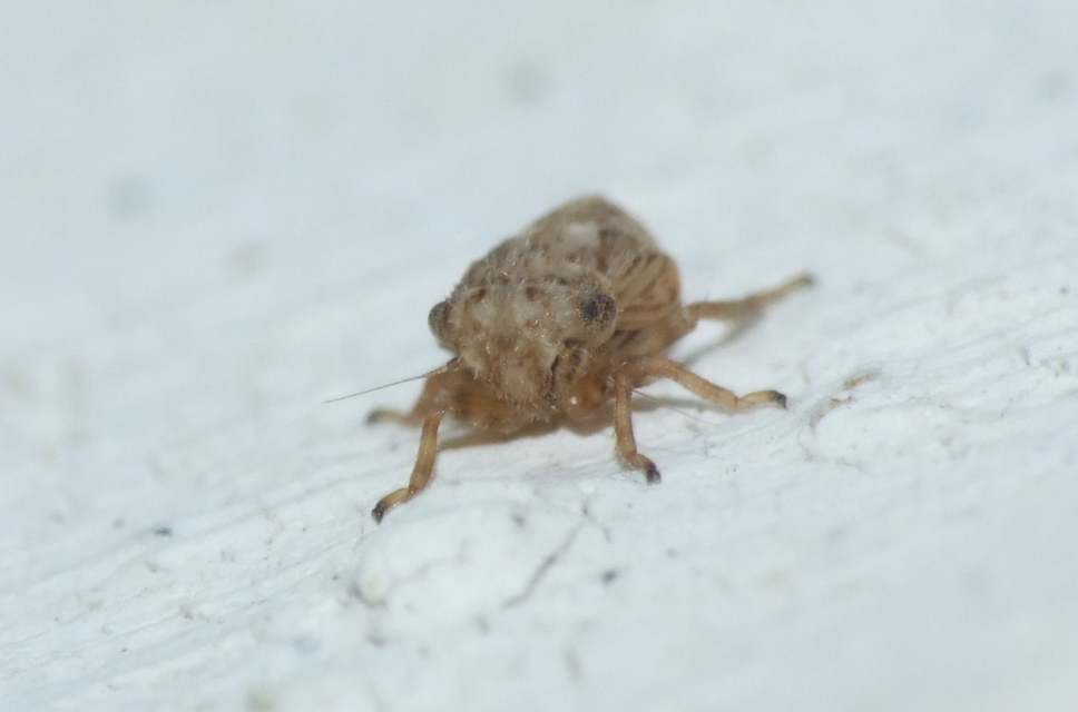Cicadellidae - mezeikabócák