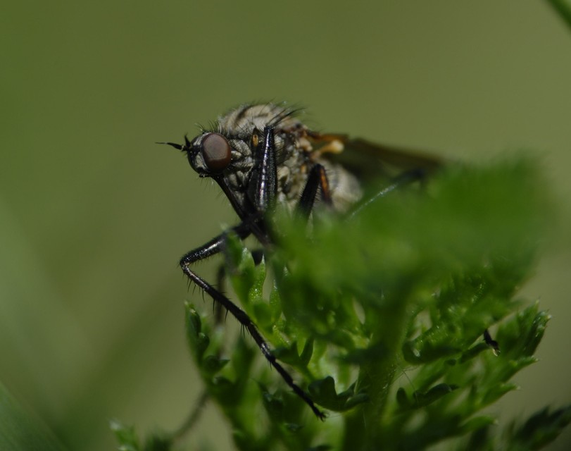 Empididae - táncoslegyek