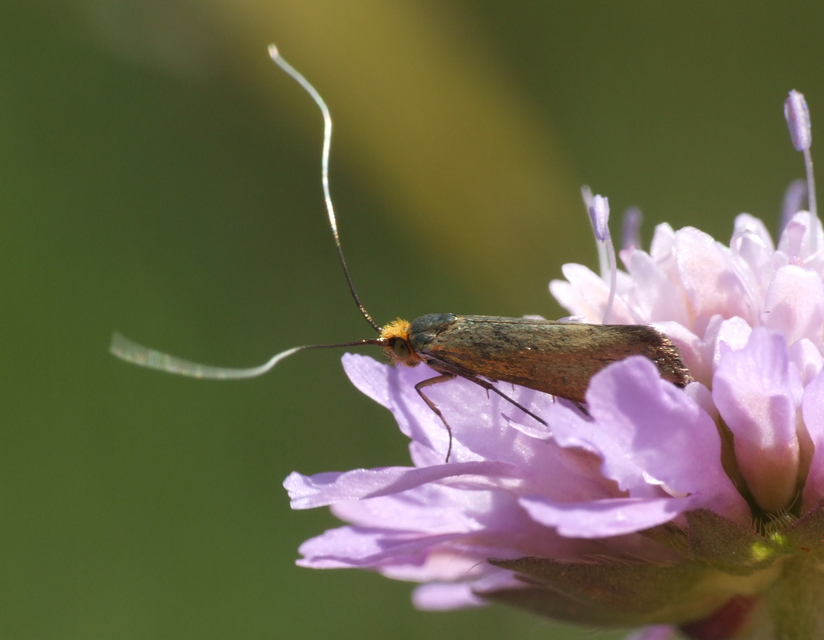 Adelidae - hosszúcsápú-tőrösmolyfélék