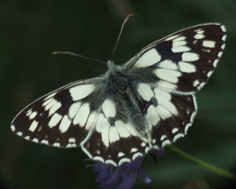 Melanargia galathea - sakktáblalepke
