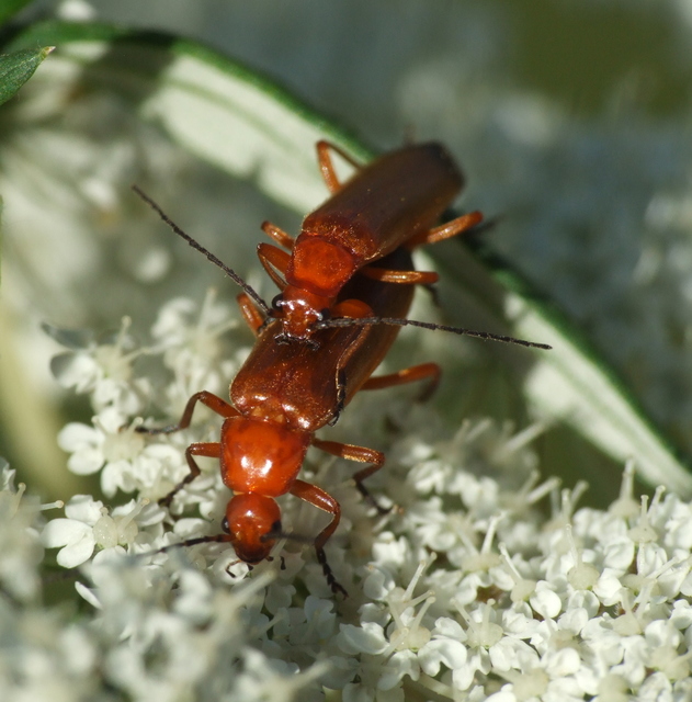 Rhagonycha fulva - feketevégű lágybogár