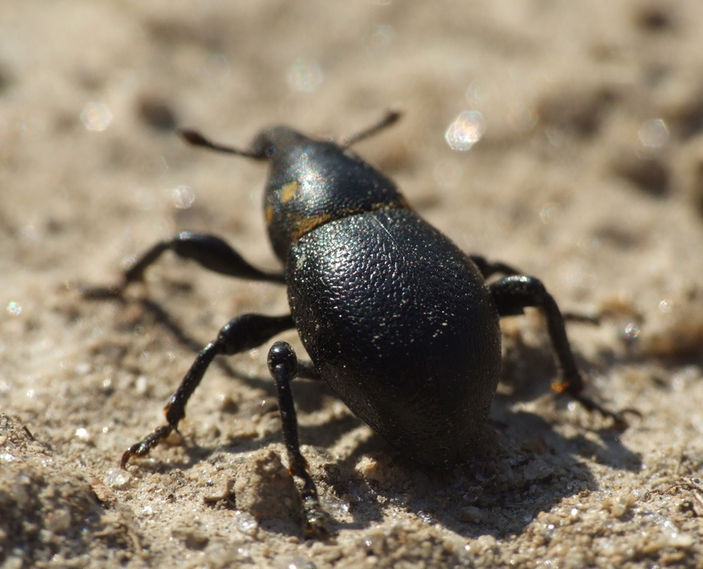 Liparus coronatus - kis turbolyaormányos