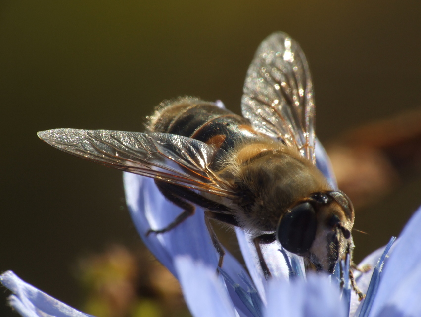 Eristalis tenax - közönséges herelégy