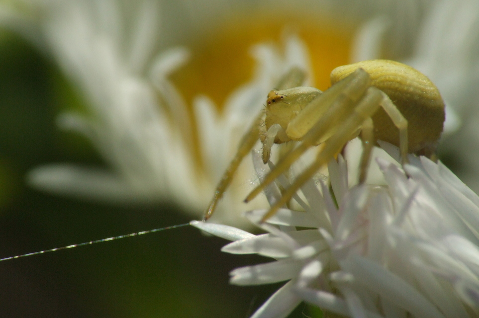 Misumena vatia - viráglakó karolópók