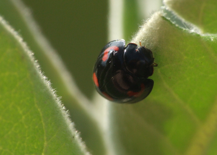 Exochomus quadripustulatus - négyfoltos szerecsenkata