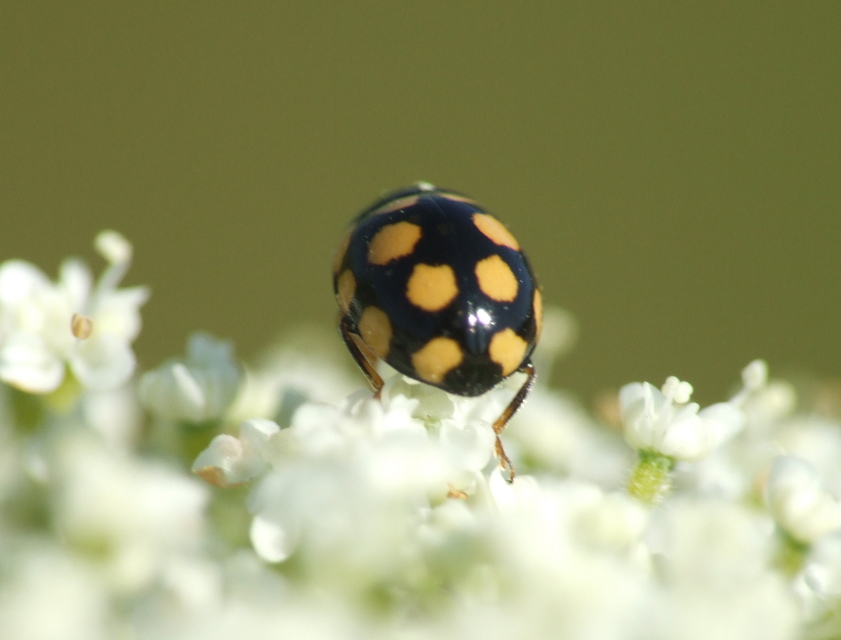Coccinula quatuordecimpustulata - feketesárga katóka