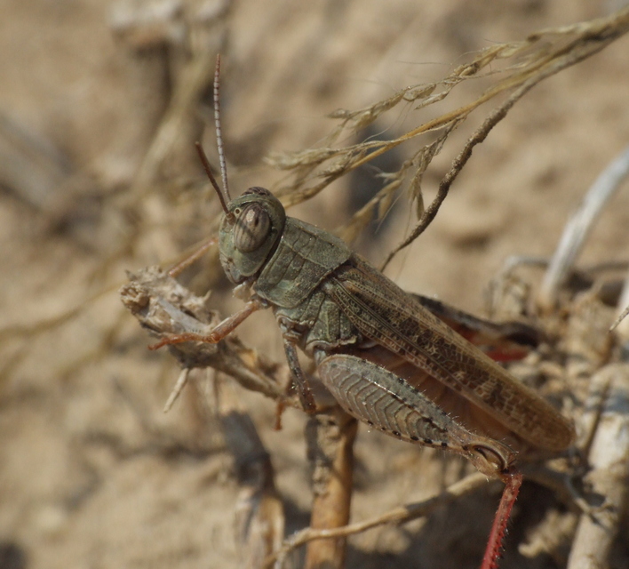 Calliptamus italicus - olaszsáska