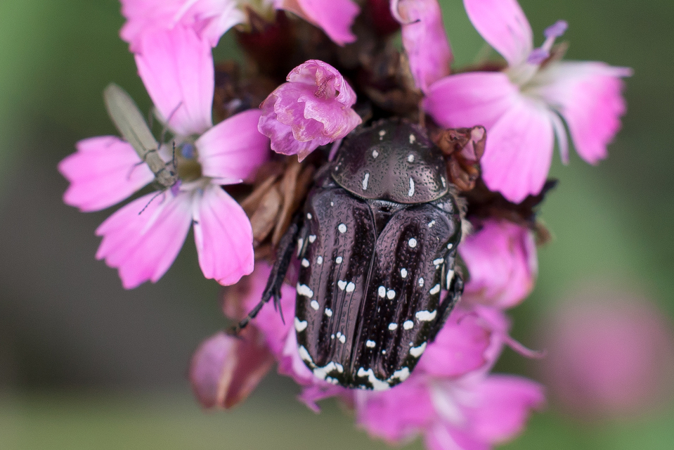 Oxythyrea funesta - sokpettyes virágbogár