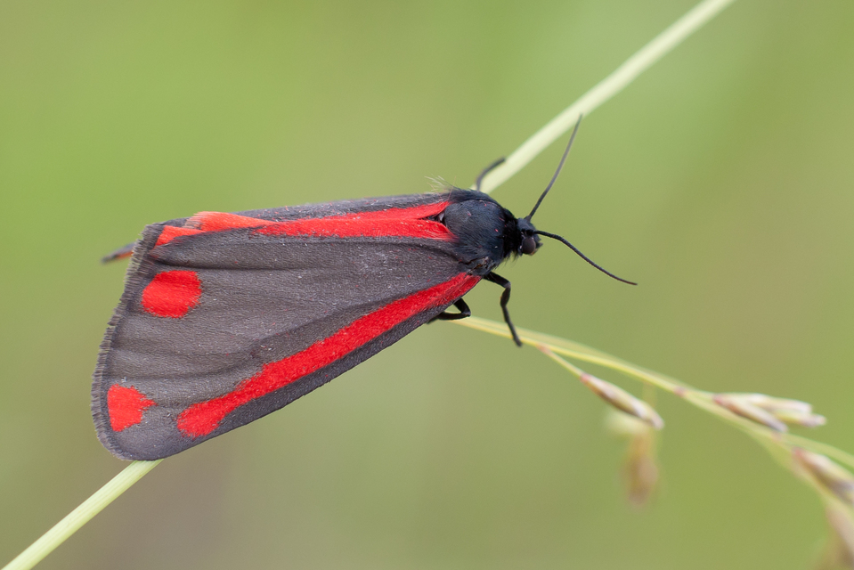 Tyria jacobaeae - jakabfű-medvelepke