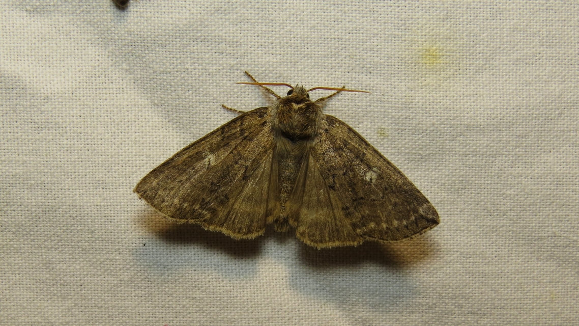 Tethea or - bélyeges pihésszövő