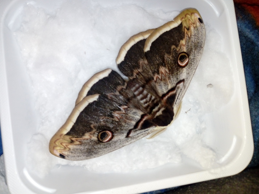 Saturnia pyri - nagy pávaszem