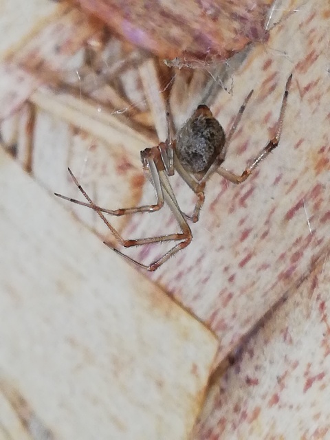 Parasteatoda tepidariorum - üvegházi törpepók