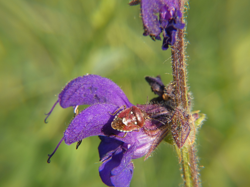 Stagonomus amoenus Stagonomus amoenus