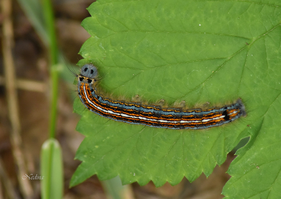 Malacosoma neustria - gyűrűsszövő