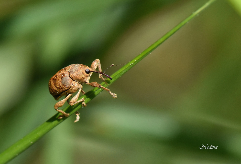 Curculio