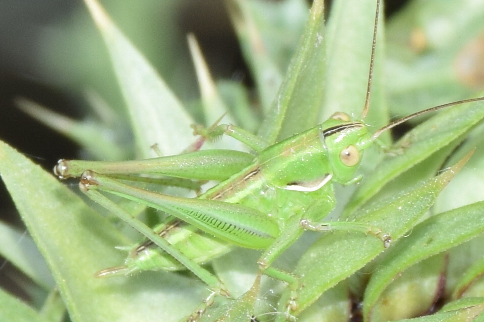 Gampsocleis glabra - tőrös szöcske