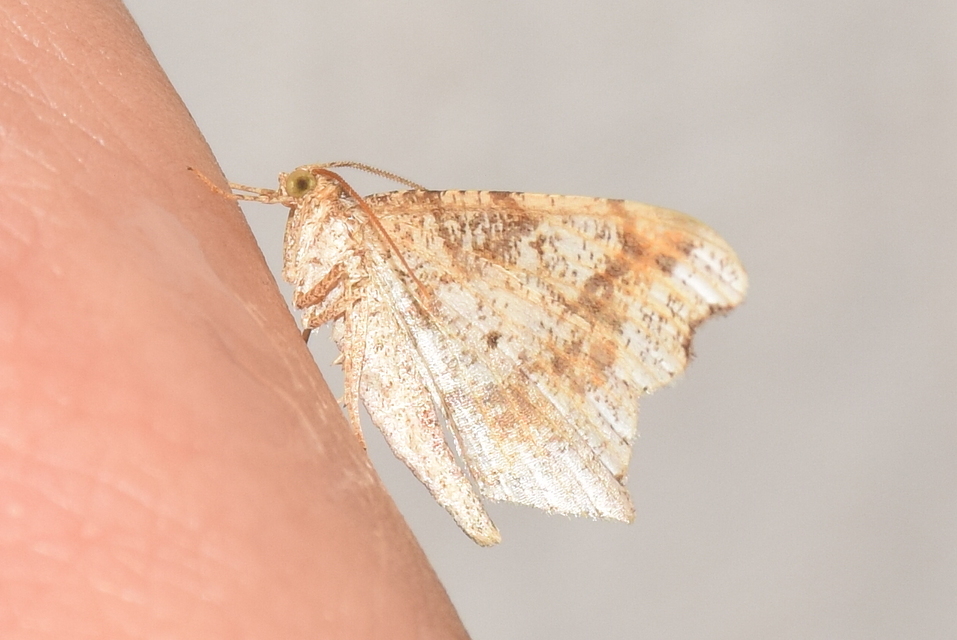 Macaria alternata - közönséges szürkearaszoló