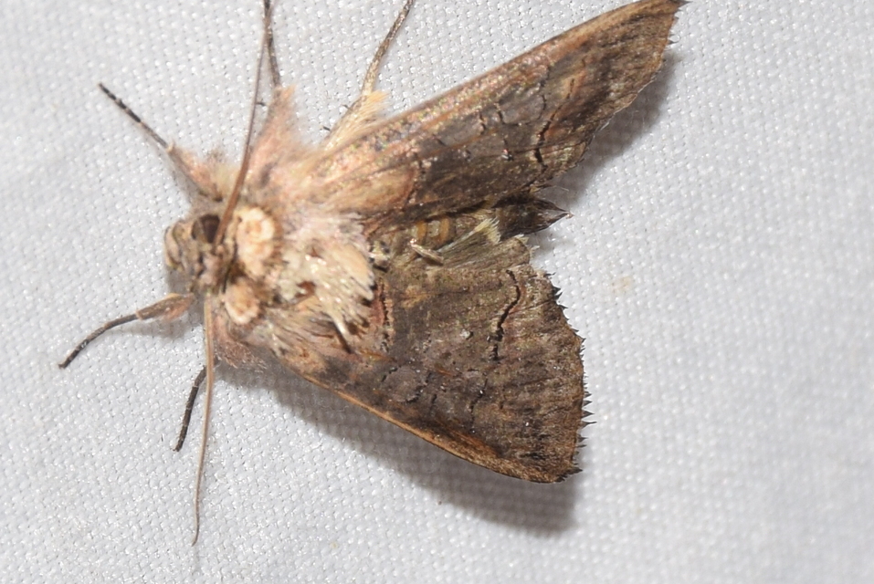 Abrostola triplasia - közönséges csalánbagoly