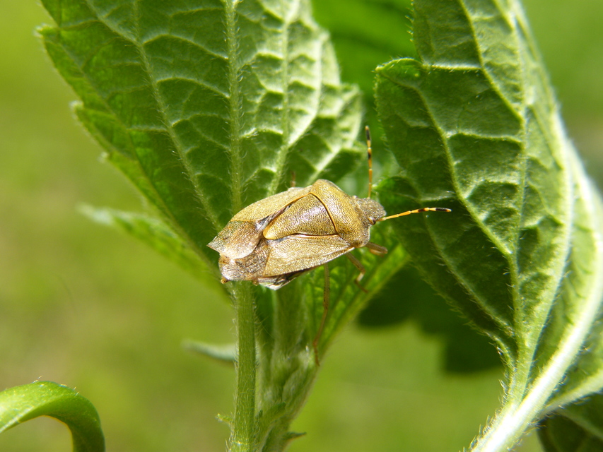 Peribalus strictus - tavaszi címerespoloska Peribalus strictus - tavaszi címerespoloska