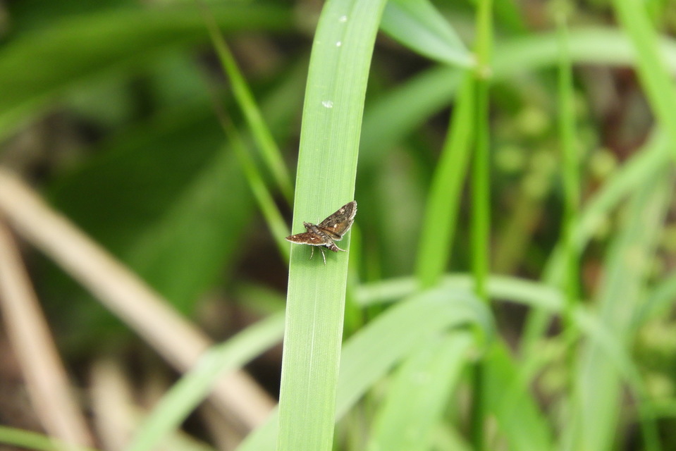 Heliothela wulfeniana - fényes kormosmoly