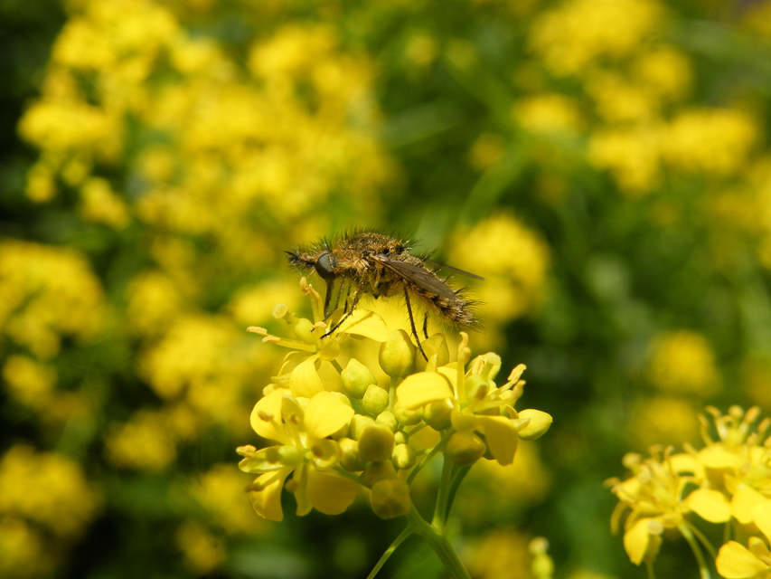 Conophorus virescens