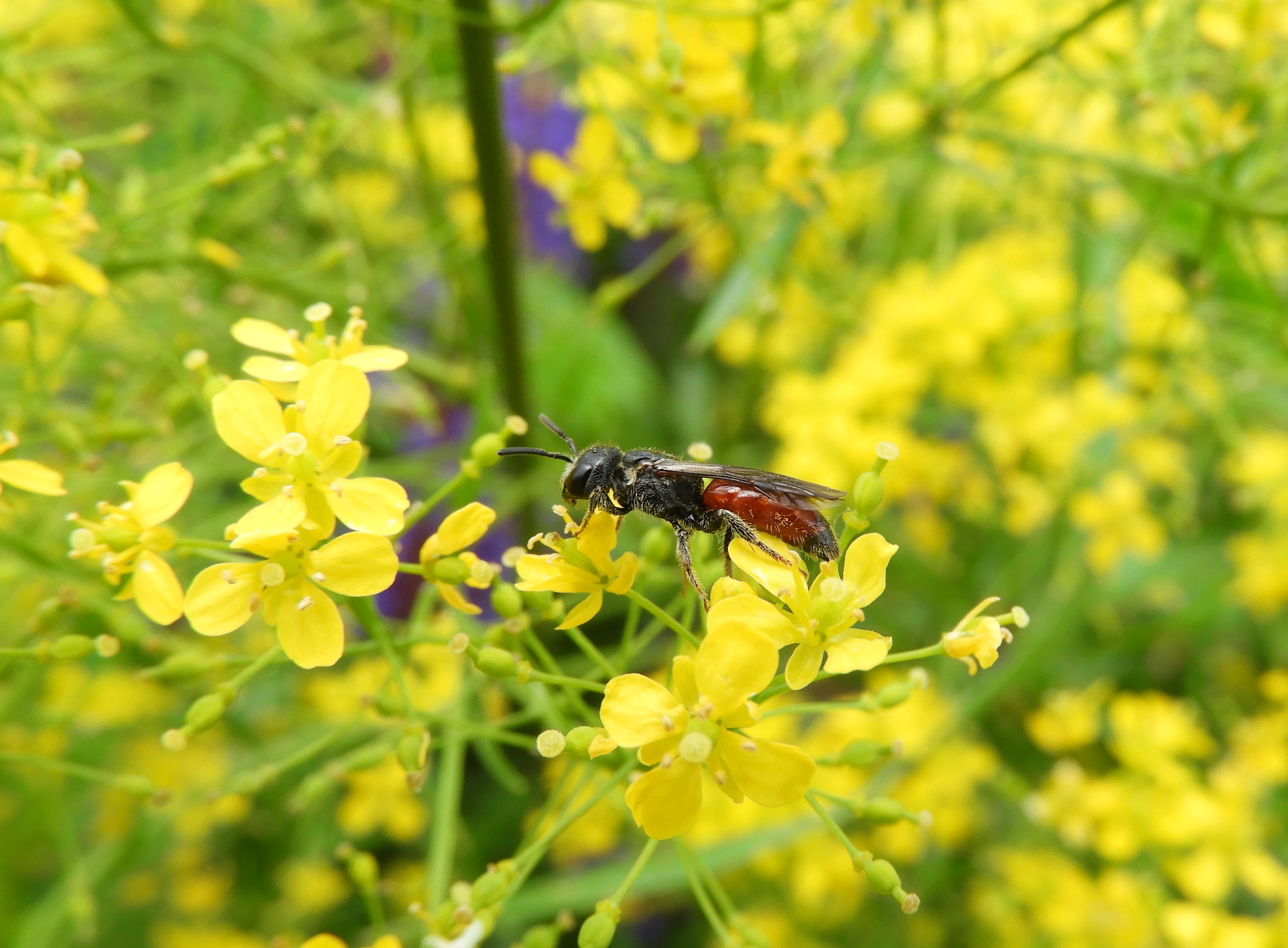 Sphecodes