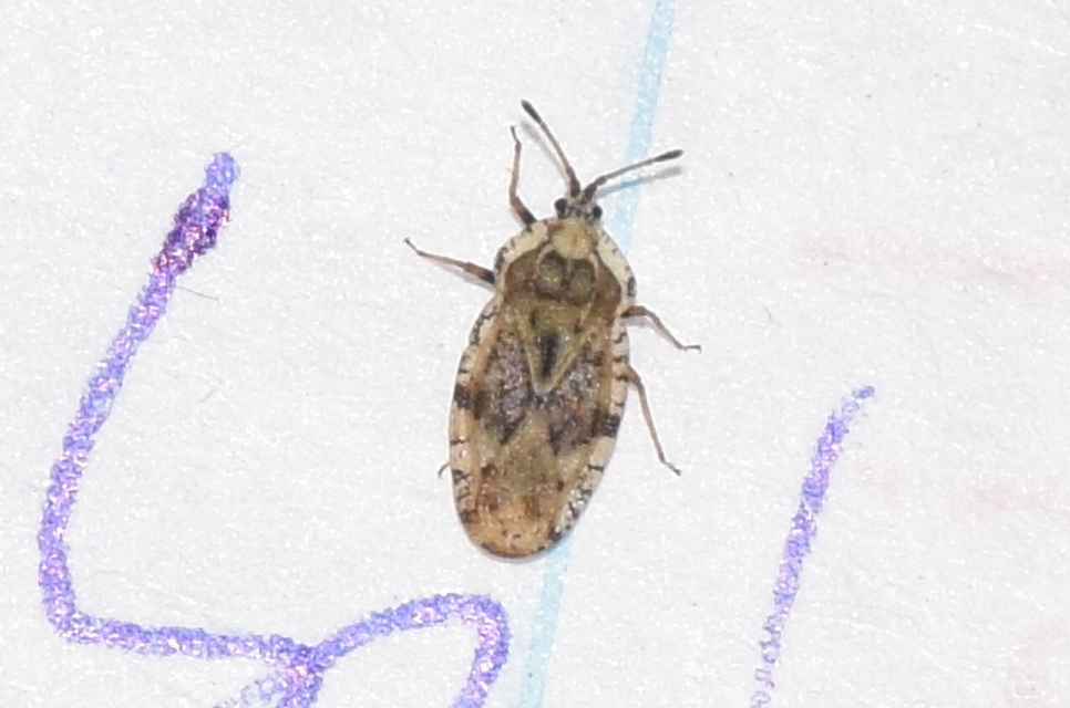 Tingis cardui - bogáncs-csipkéspoloska Tingis cardui - bogáncs-csipkéspoloska