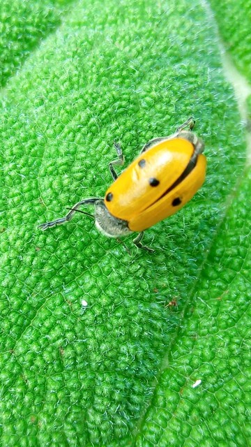 Lachnaia sexpunctata - szőrösnyakú zsákhordóbogár