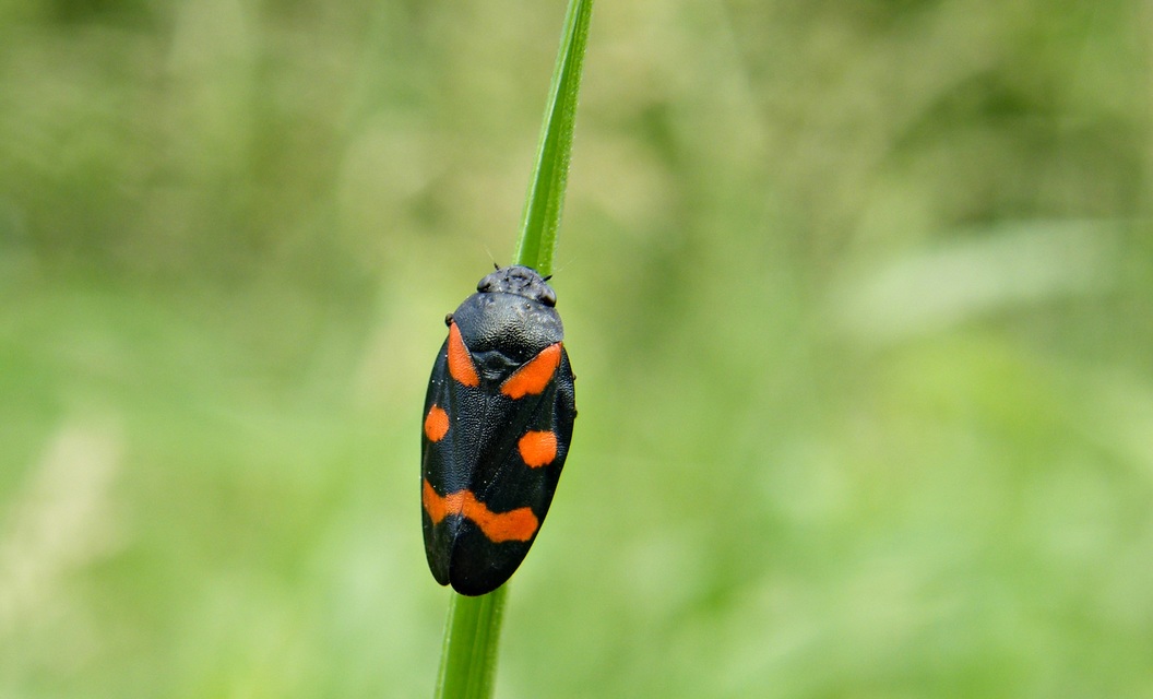 Cercopis sanguinolenta