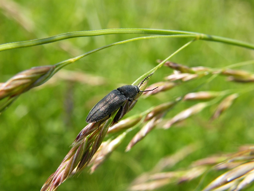 Cidnopus pilosus - szőrös pattanó