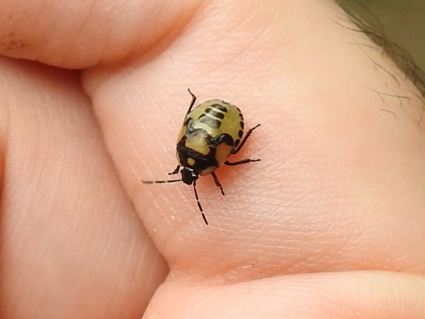 Tritomegas