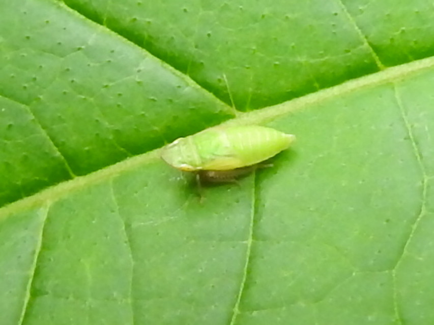 Aphrodinae