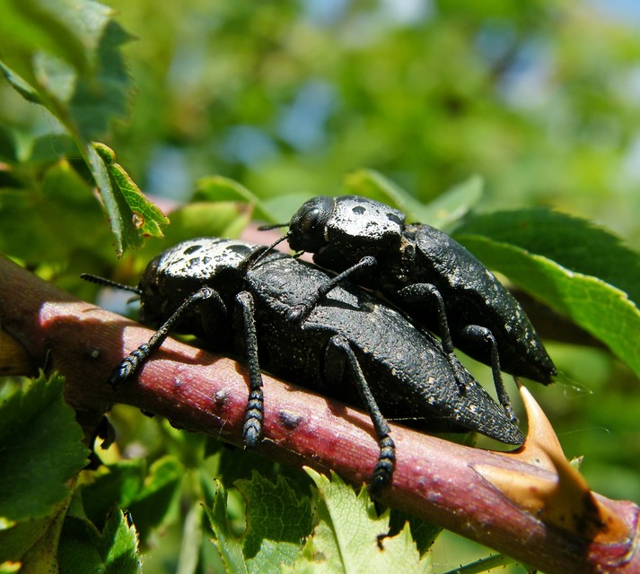 Capnodis tenebrionis - kökény-tükrösdíszbogár