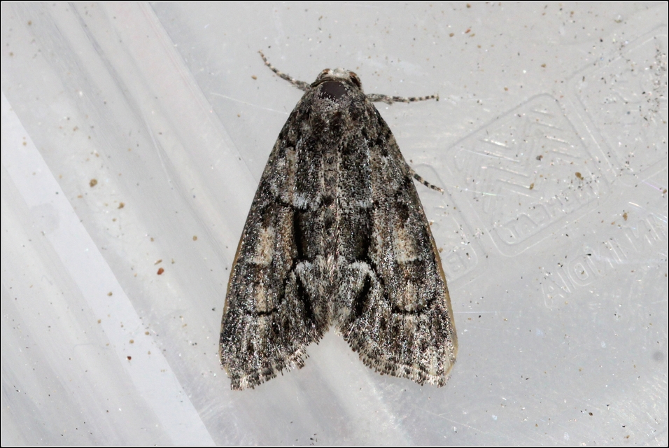 Cryphia fraudatricula - homoki zuzmóbagoly