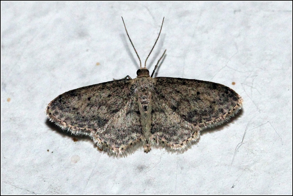 Idaea seriata - szürke apróaraszoló