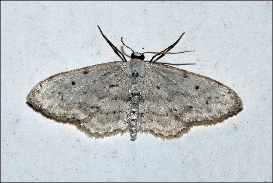 Idaea seriata - szürke apróaraszoló
